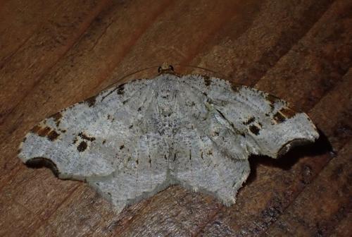 Macaria alternata